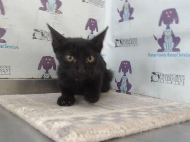 Unknown - Domestic Short Hair