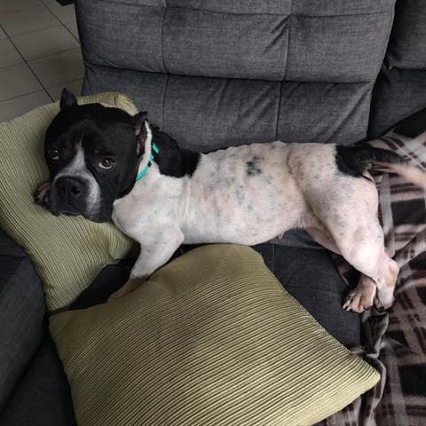 London - American Bulldog