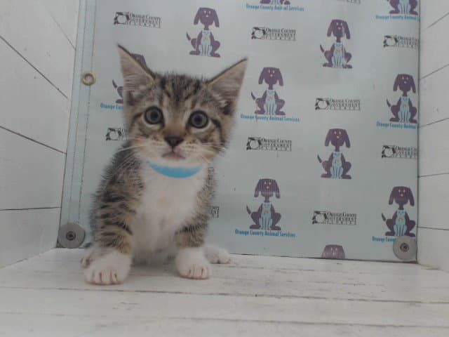 Unknown - Domestic Short Hair
