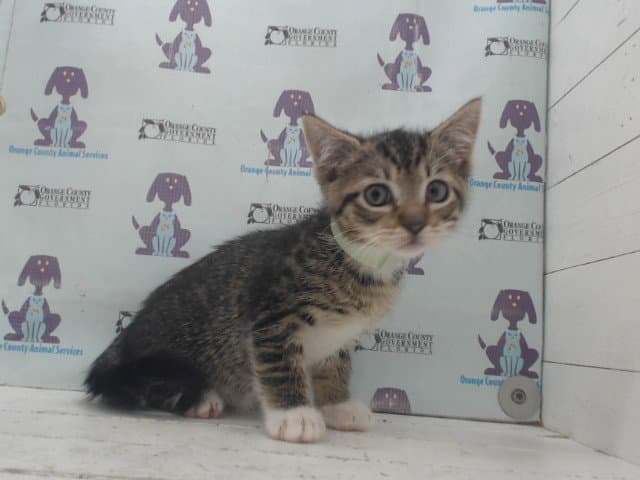 Unknown - Domestic Short Hair