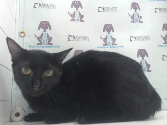 Kylie - Domestic Short Hair