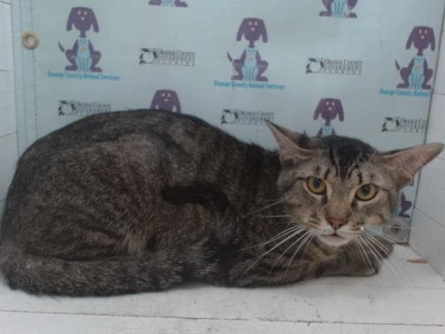 Simba - Domestic Short Hair
