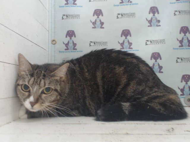 Unknown - Domestic Short Hair