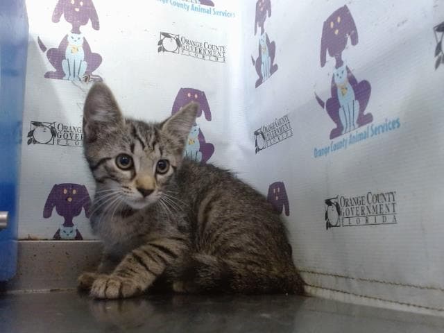 Unknown - Domestic Short Hair