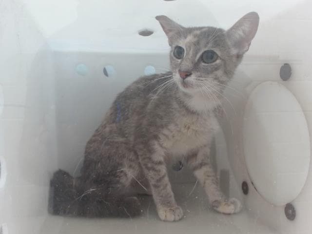 Victoria - Domestic Short Hair