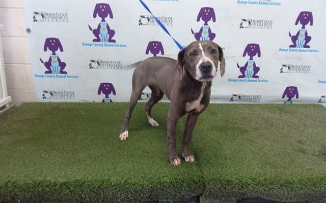 Bunny - American Staffordshire Terrier