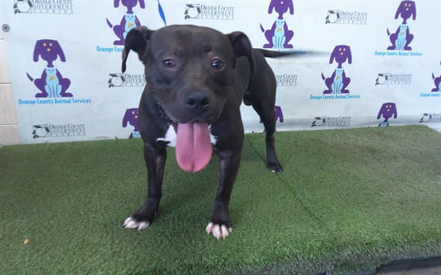 Bingo - Pit Bull Terrier