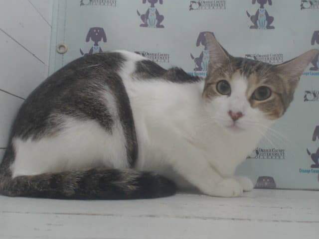 Unknown - Domestic Short Hair