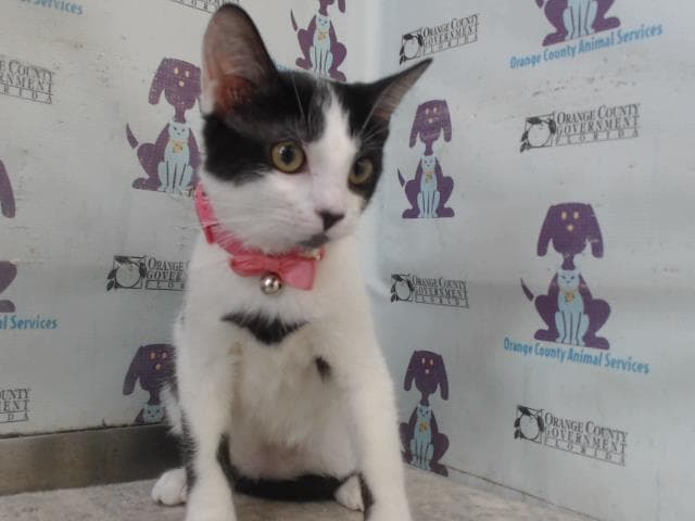 Jubelee - Domestic Short Hair