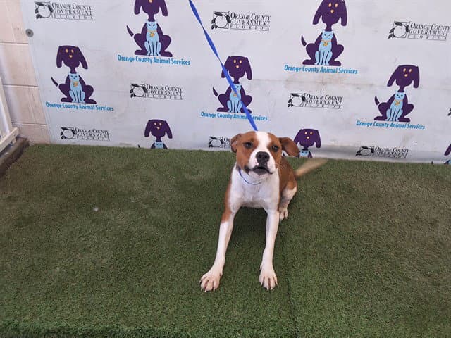 Moon - Pit Bull Terrier