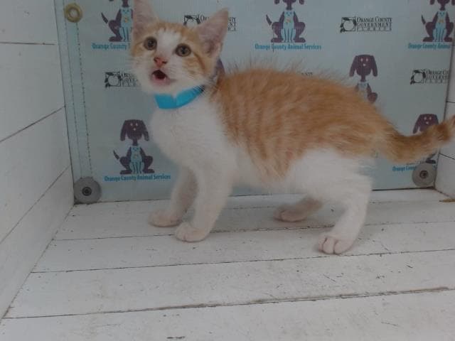 Tommette - Domestic Short Hair