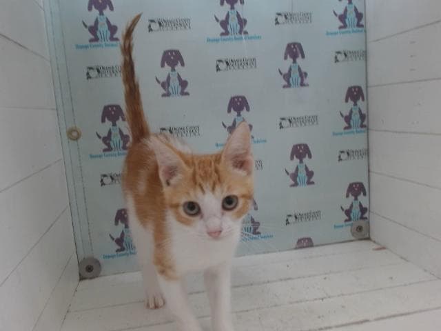 Filet-O Fish - Domestic Short Hair