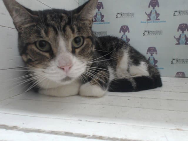 Longface - Domestic Short Hair