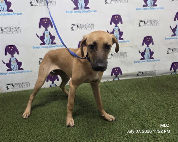 Miracle - Pit Bull Terrier
