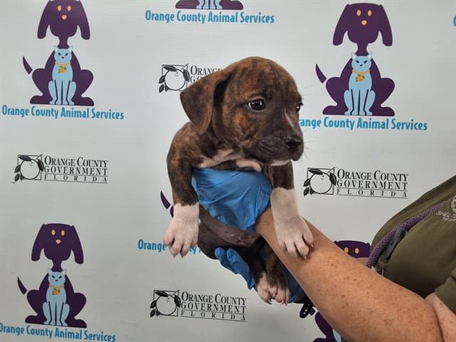 Unknown - Pit Bull Terrier