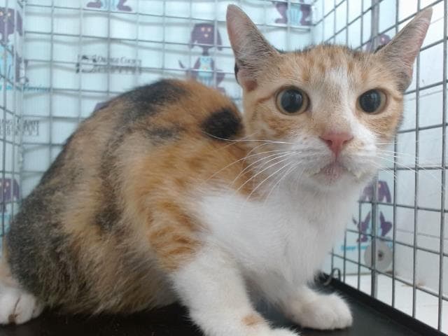Unknown - Domestic Short Hair