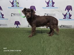 Cisco image 1
