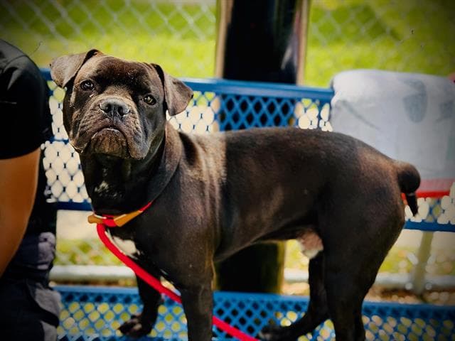 Scrappy - Pug