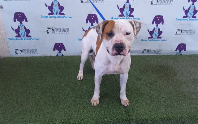 Polka Dot - Pit Bull Terrier