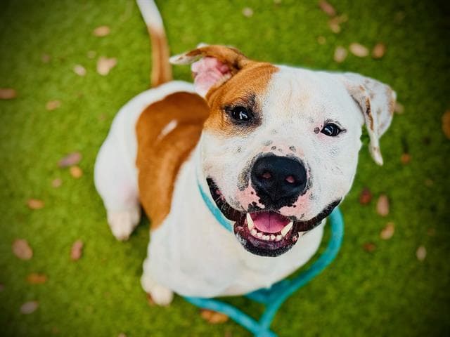 Polka Dot - Pit Bull Terrier