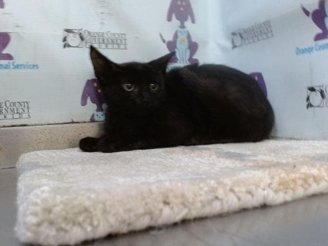 Chocolate - Domestic Short Hair