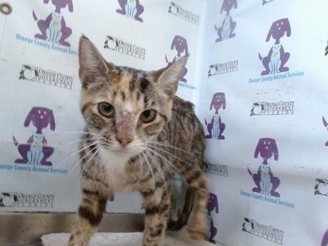 Patches - Domestic Short Hair