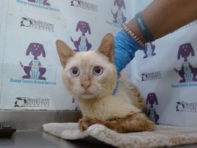 Snow - Domestic Short Hair