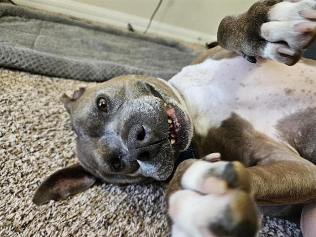 Lady - Pit Bull Terrier