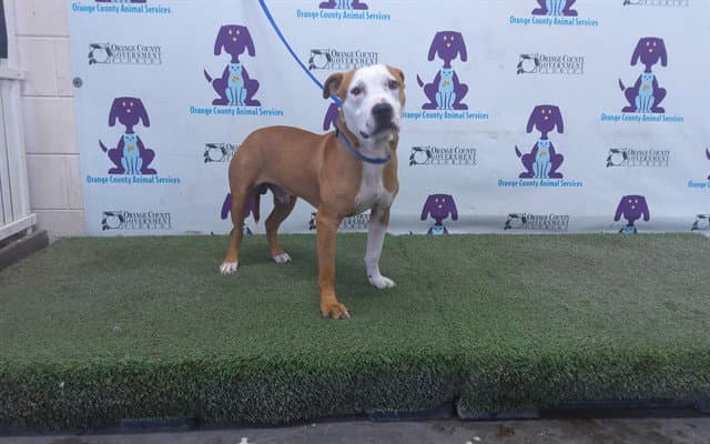 Rip - Pit Bull Terrier