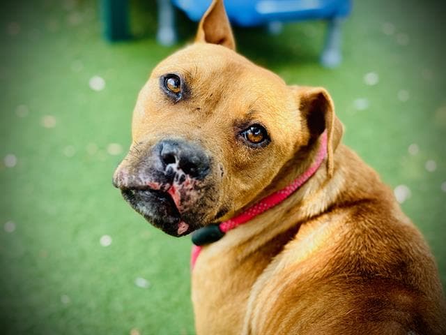 Teddy Graham - Pit Bull Terrier