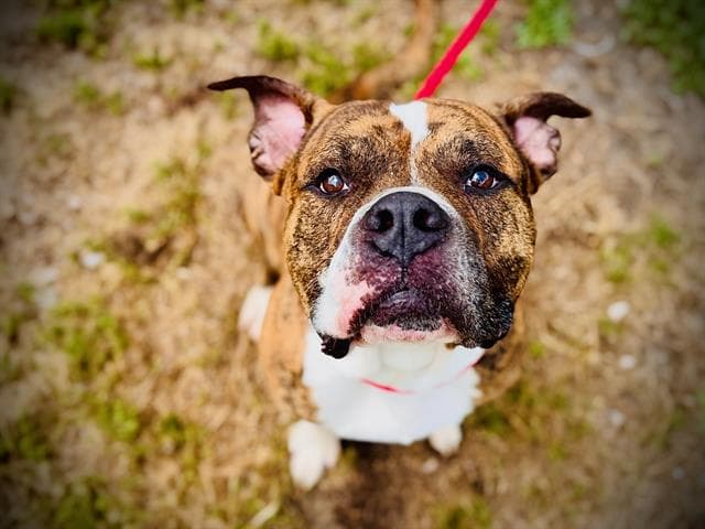 Ernie - American Bulldog