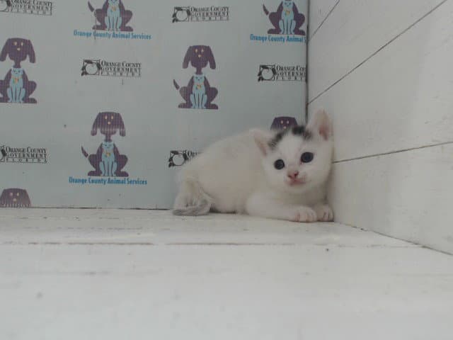 Girly Pop - Domestic Short Hair