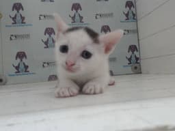 Baby Boy image 1
