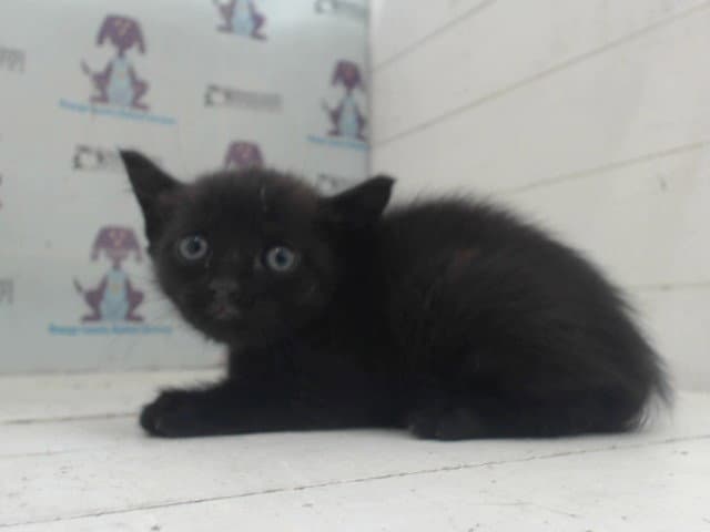 Black Bean - Domestic Short Hair