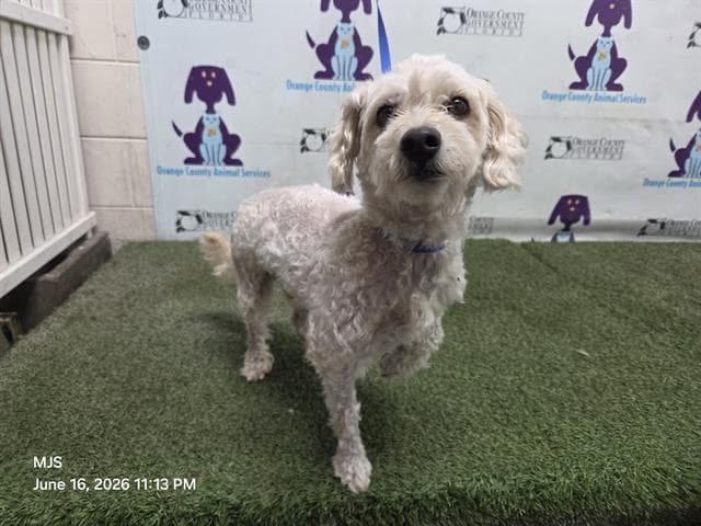 Lynx - Bichon Frise