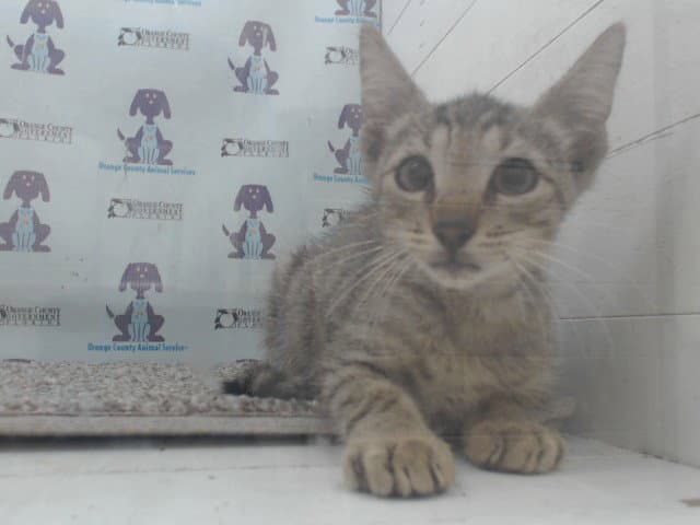 Unknown - Domestic Short Hair