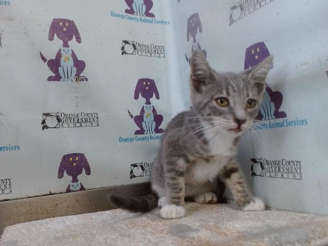 Unknown - Domestic Short Hair