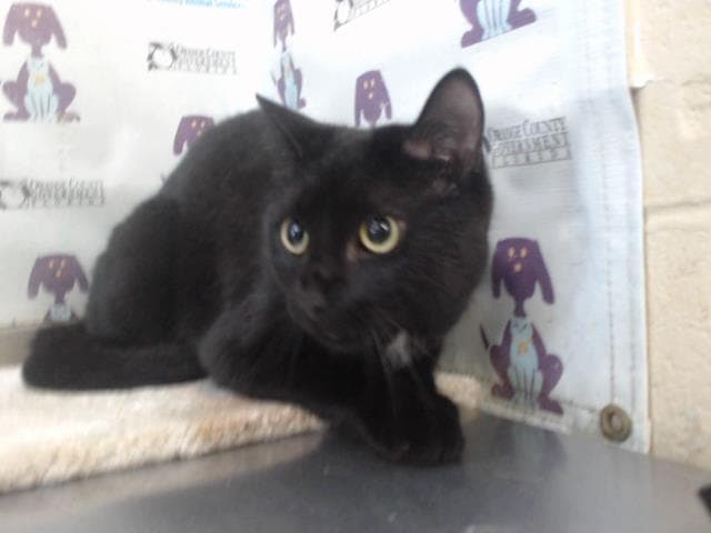 Shadow - Domestic Short Hair