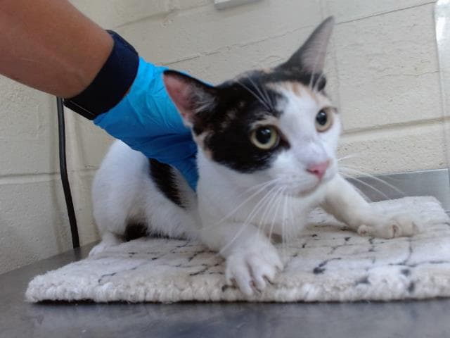 Unknown - Domestic Short Hair