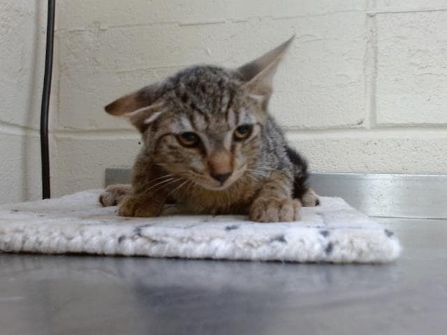 Unknown - Domestic Short Hair
