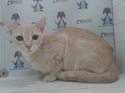 Indira image 1