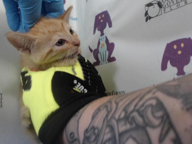 Unknown - Domestic Short Hair