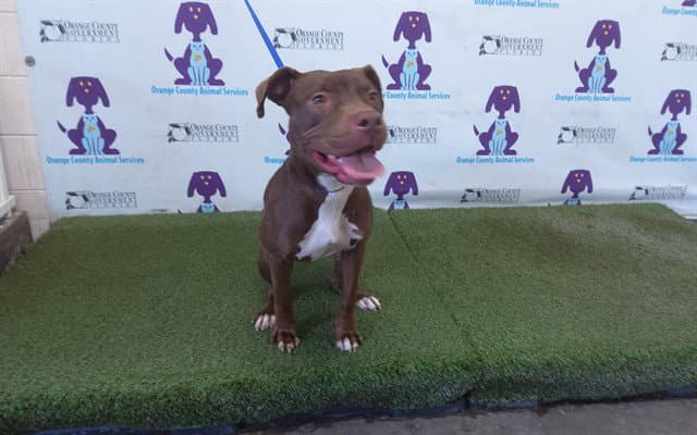 Monica - Pit Bull Terrier