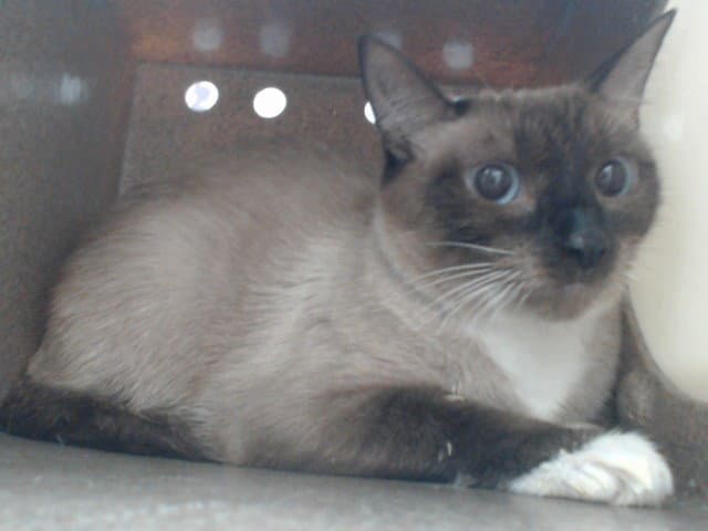 Sushi - Siamese