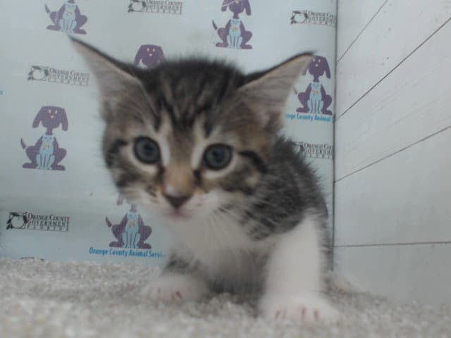 Unknown - Domestic Short Hair