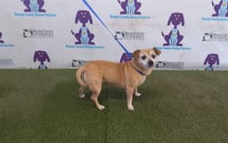 Sadie image 1
