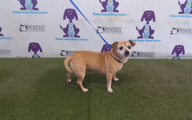 Sadie - Chihuahua