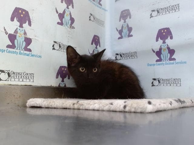 Unknown - Domestic Medium Hair