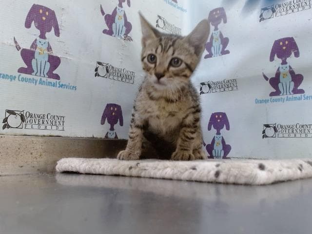 Unknown - Domestic Short Hair