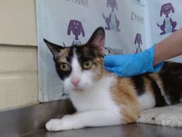 Missy image 1